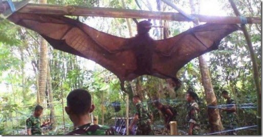 Resultado de imagen para Gigante murciélago de casi dos metros es atrapado en Filipinas