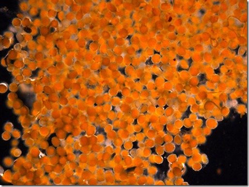 micrscopiceggs