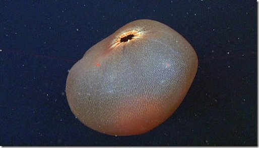 placenta de ballena