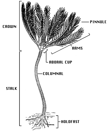 crinoid