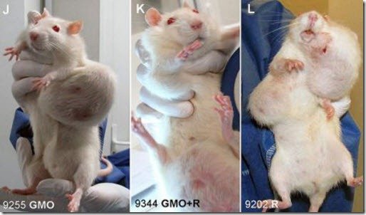 ratas