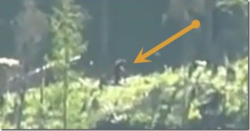 bigfoot