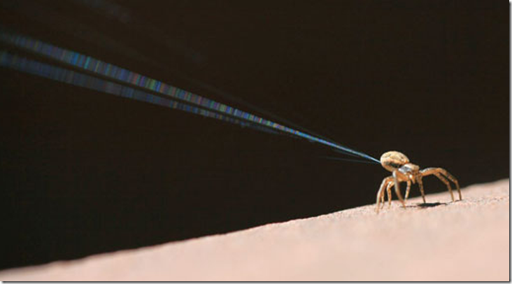 ballooning spiders