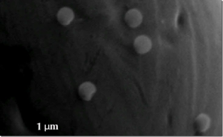 bacteria