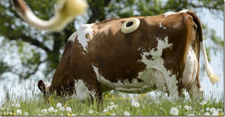 vacas