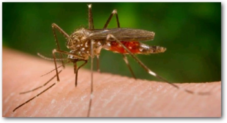 zika
