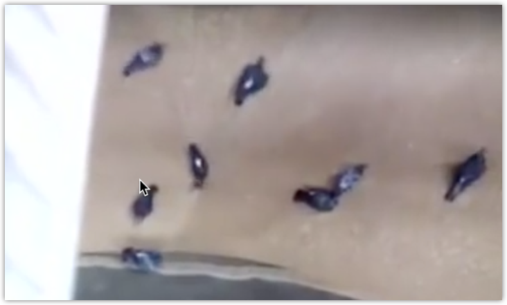 palomas.png